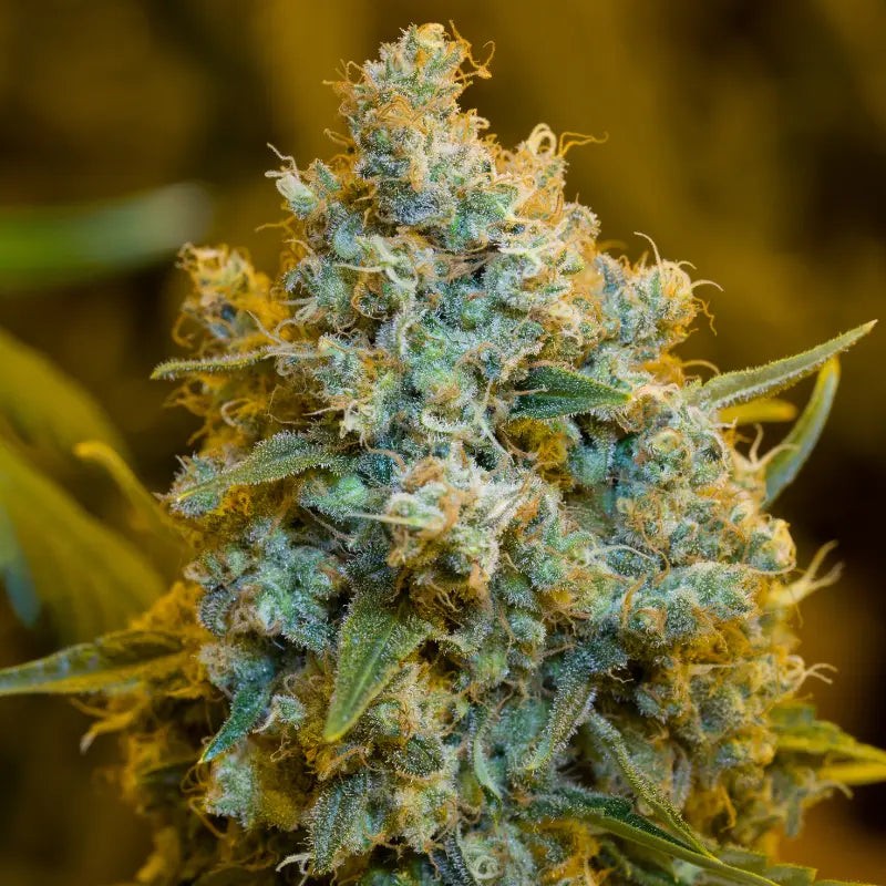 Critical Jack - 10 graines