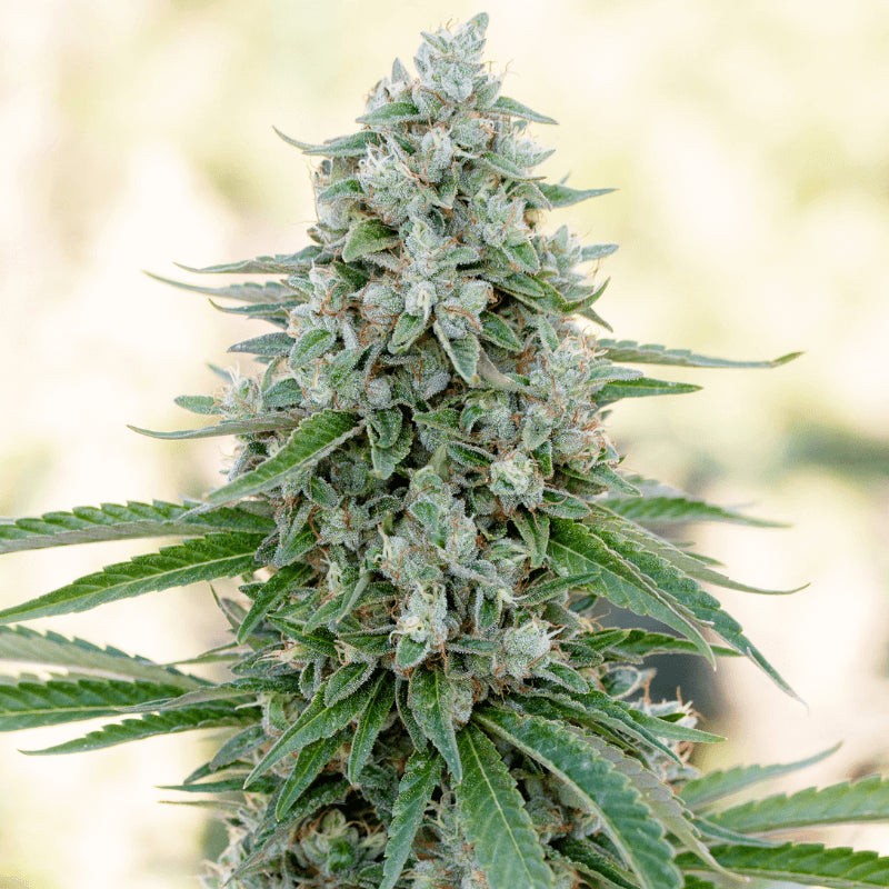 Critical Mango - 10 graines