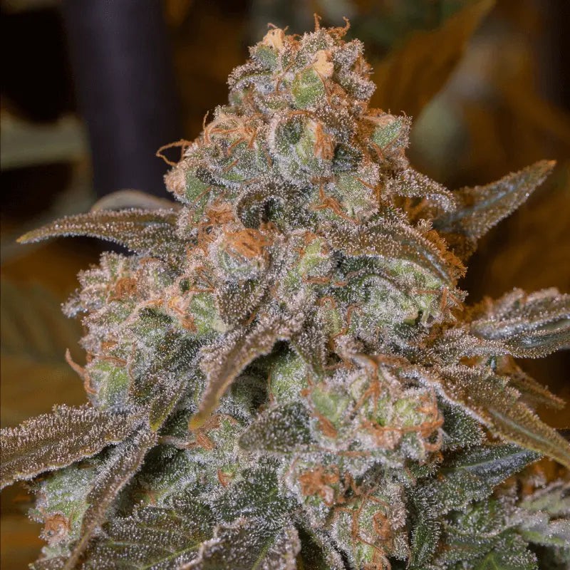 Gorilla Frost - 5 graines