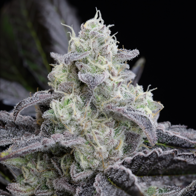 L.A Vanilla Cake - 10 graines
