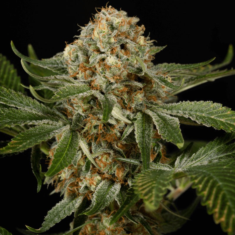 OG Kush - 3 graines