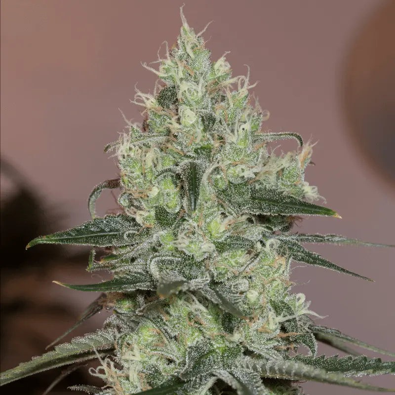 Original Amnesia - 3 graines