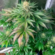 Graine Starfire OG Structure OG
