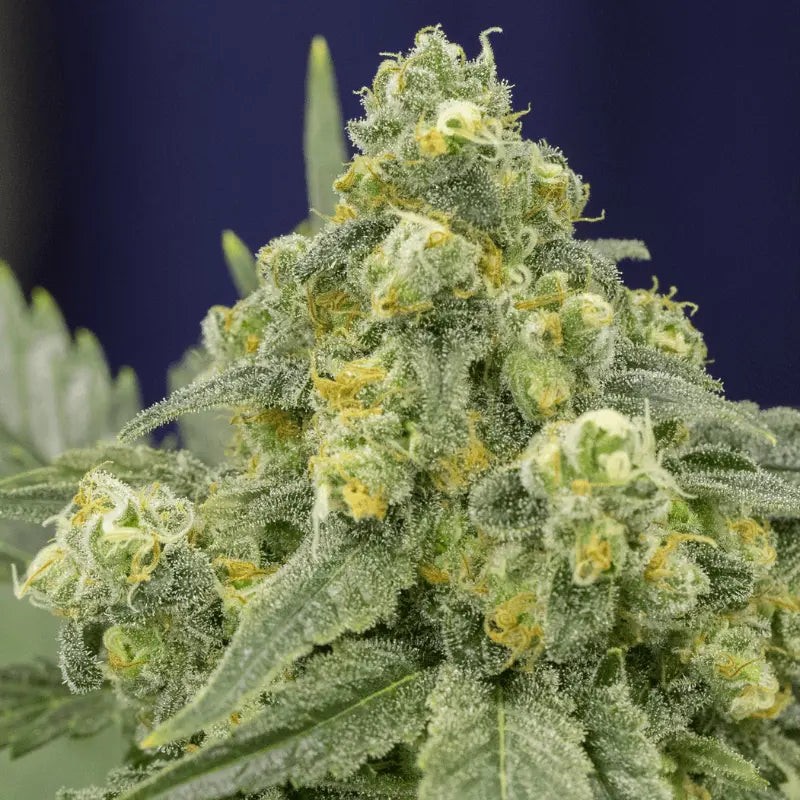 White Widow - 3 graines