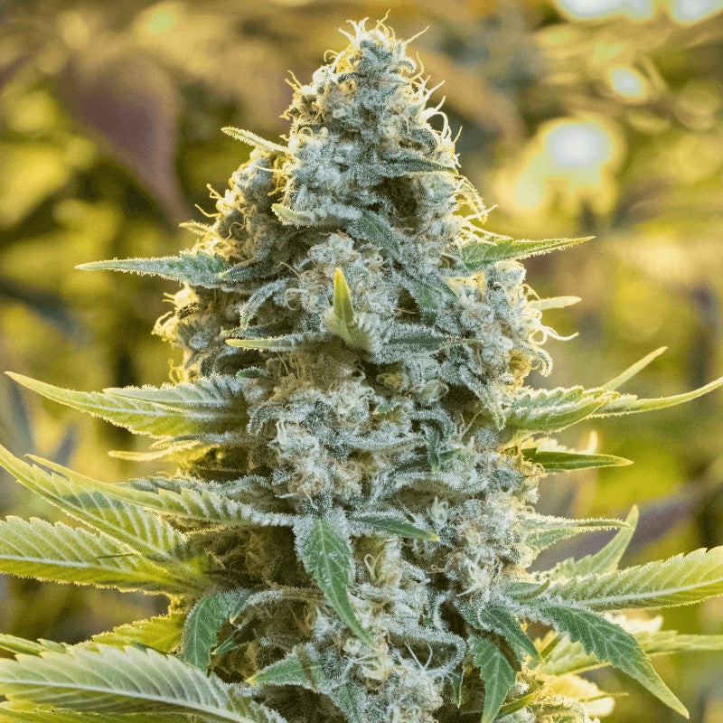 Moby Dick - 3 graines
