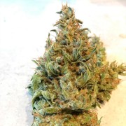 Graine de cannabis féminisée premium à dominance Indica