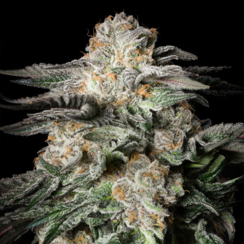 Mint Candy graines de cannabis - Silent Seeds