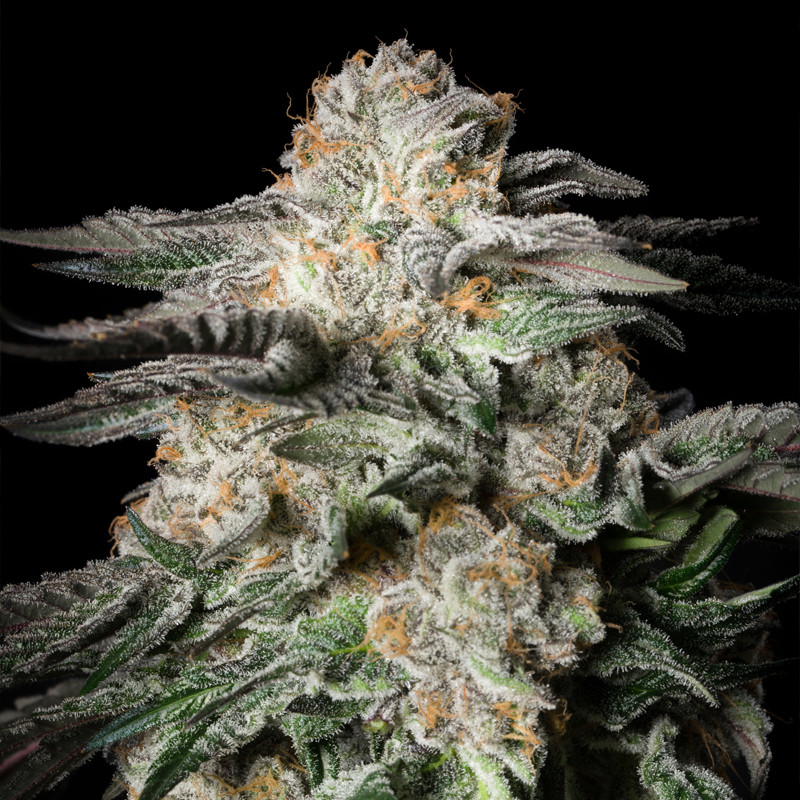 Mint Candy - 5 graines