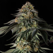 Rainbow Gas - Silent Seeds