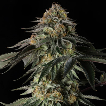 Rainbow Gas - Silent Seeds