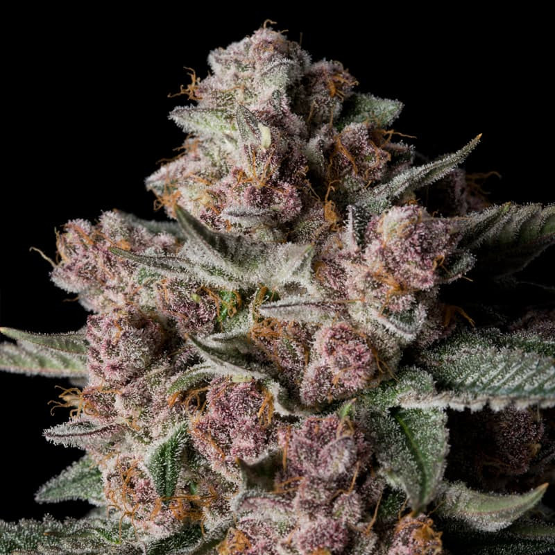 Tropical Jam - 5 graines
