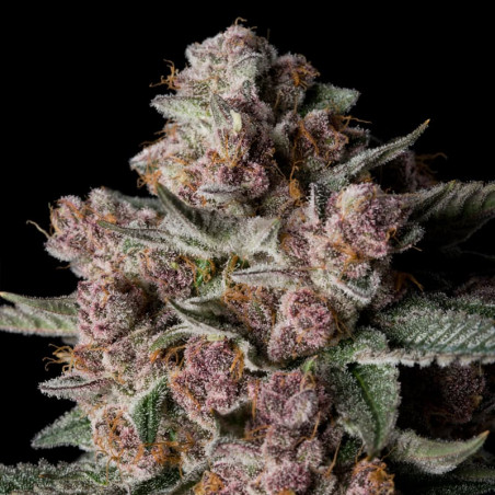 Tropical Jam - Silent Seeds