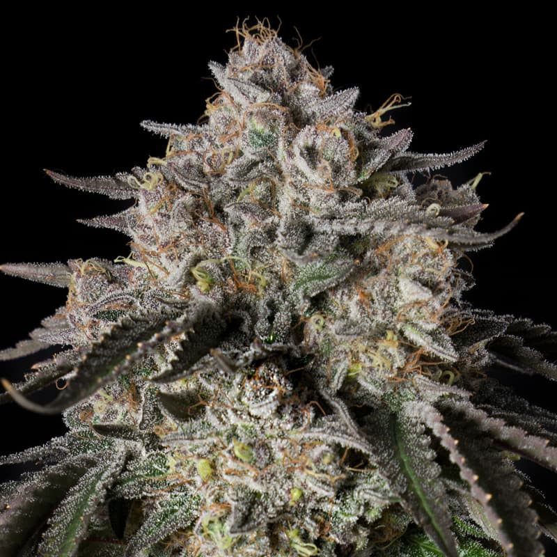 Cherry Essence - 5 graines