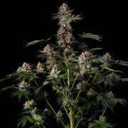 Tropical Jam - Silent Seeds