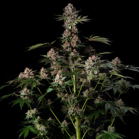 Tropical Jam - Silent Seeds