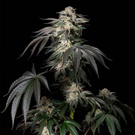 Mint Candy graines de cannabis - Silent Seeds
