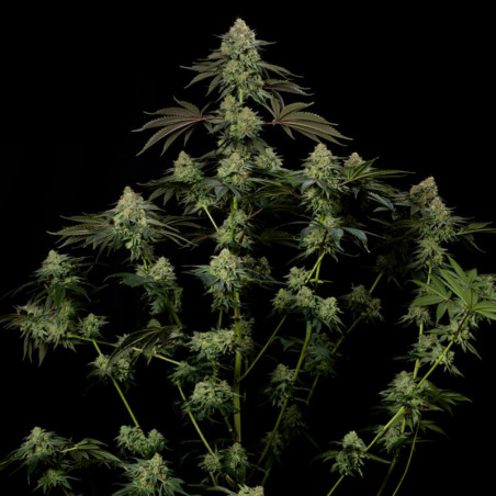 Rainbow Gas - Silent Seeds