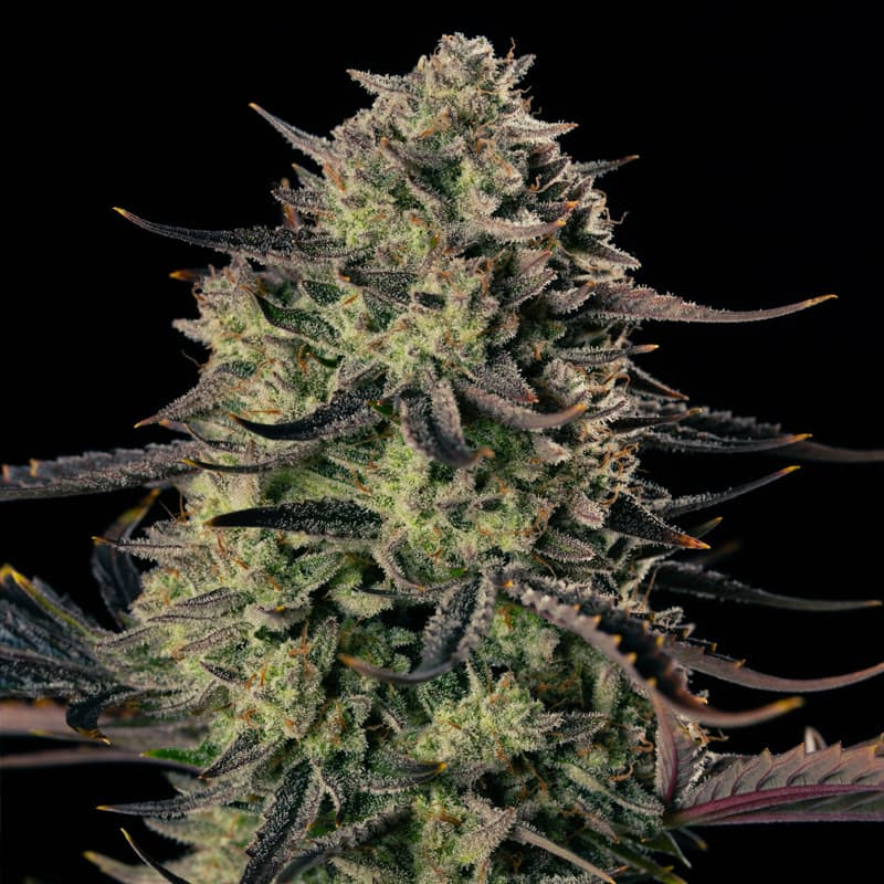 Alien Gas XXL AUTO - 3 graines