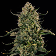 MAC Dawg AUTO - Silent Seeds