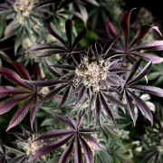 Graine de cannabis B-45 By BOOBA féminisée