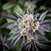 Graine de cannabis B-45 By BOOBA féminisée