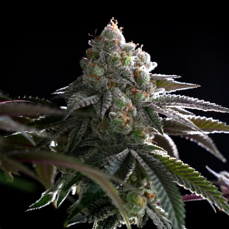 Graine de cannabis B-45 By BOOBA féminisée