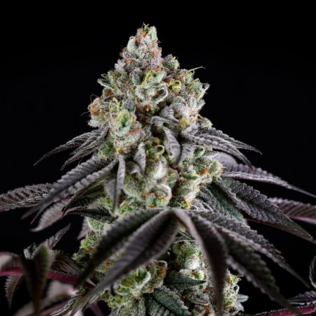 Graine de cannabis B-45 By BOOBA féminisée