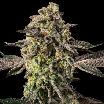 Sugar Rock by Cookies