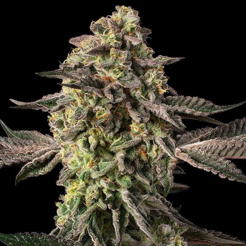 Sugar Rock by Cookies - 3 graines