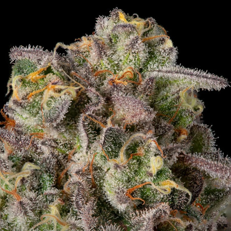 Sugar Rock by Cookies