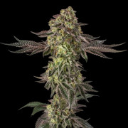 Sugar Rock by Cookies