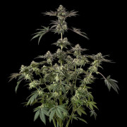 Sugar Rock by Cookies