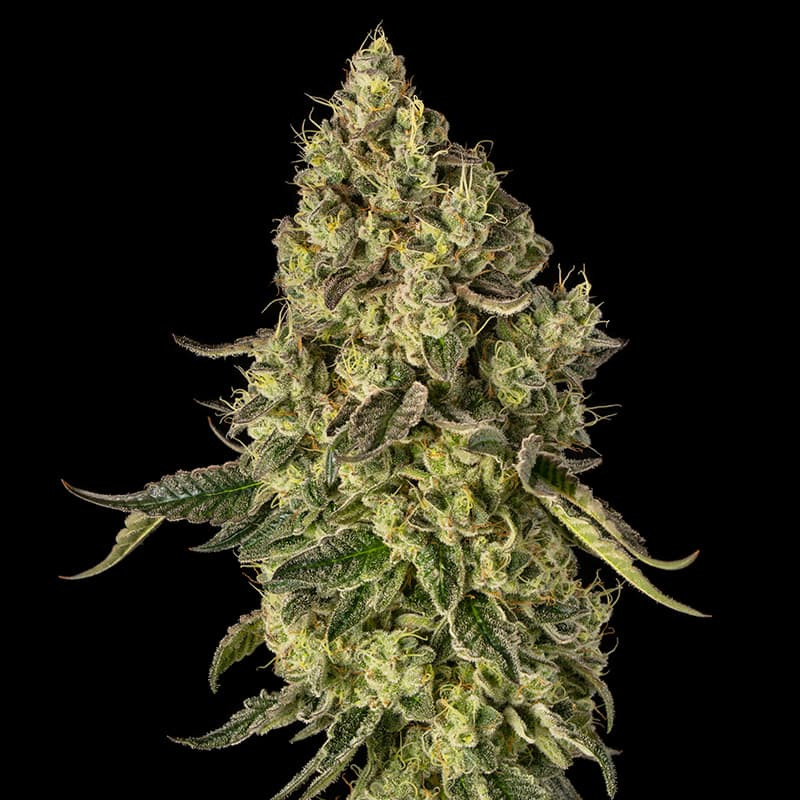 Peach Cake by Cookies - 5 graines
