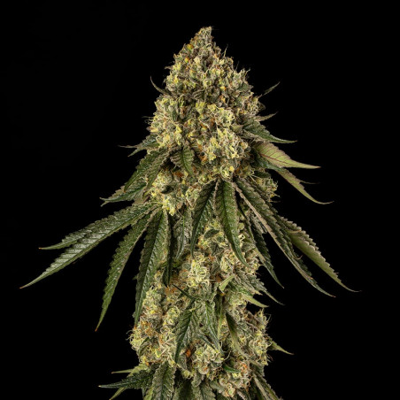 B-52 cannabis