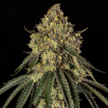 B-52 cannabis