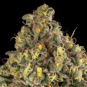 B-52 cannabis