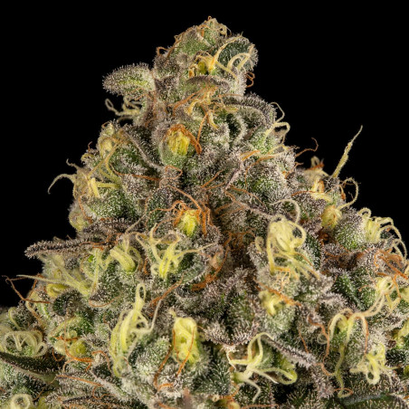 B-52 cannabis