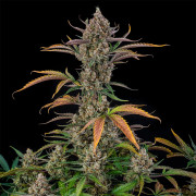 Rainbow Breath AUTO
