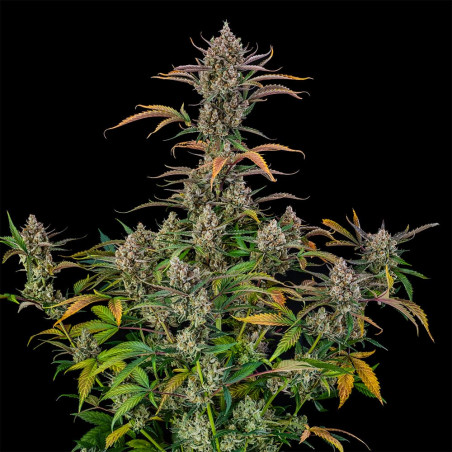 Rainbow Breath AUTO