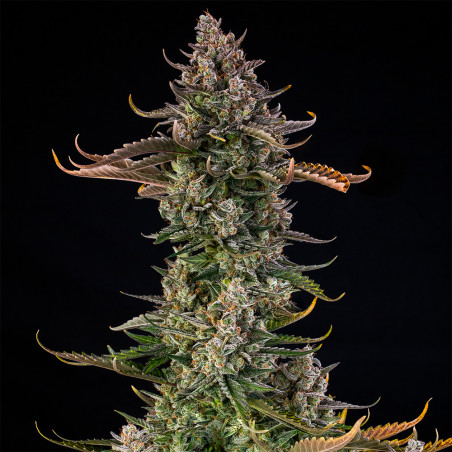 Triangle Kush AUTO