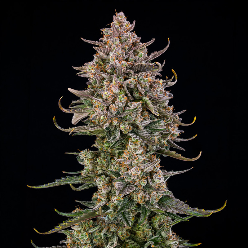 Triangle Kush AUTO