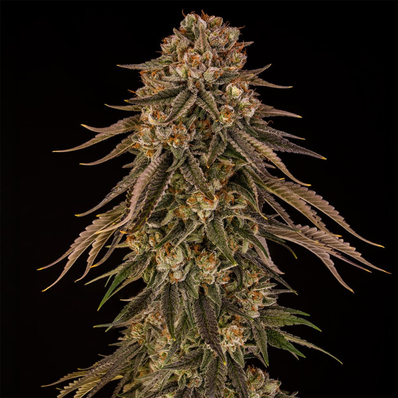 Tropical Velvet Fast CBD - 5 graines