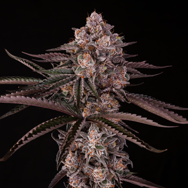 Jamaican Sunset by Julian Marley - 3 graines