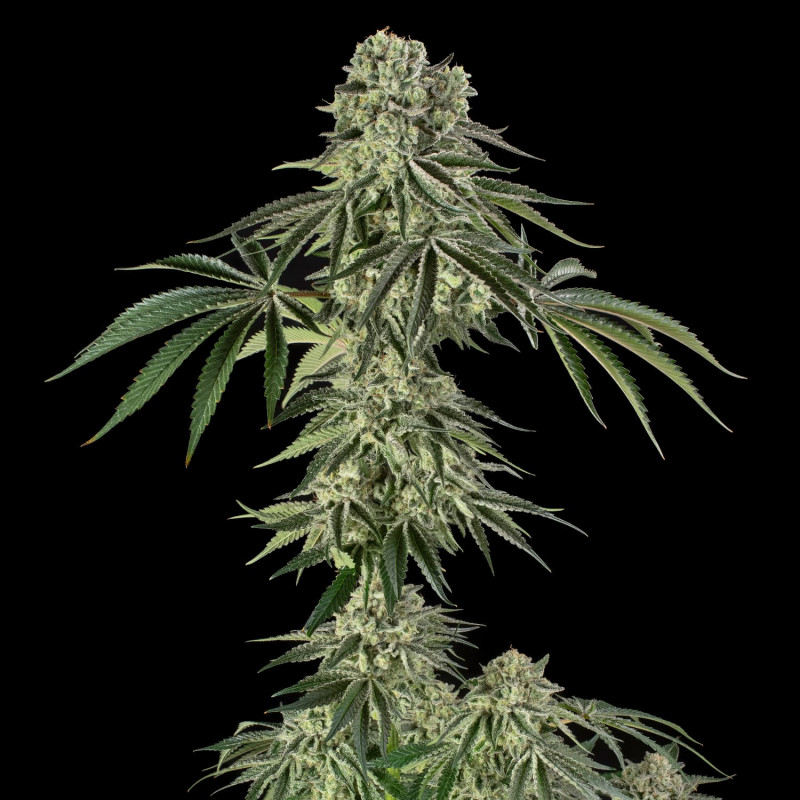 Jamaican Mountain by Julian Marley - 10 graines