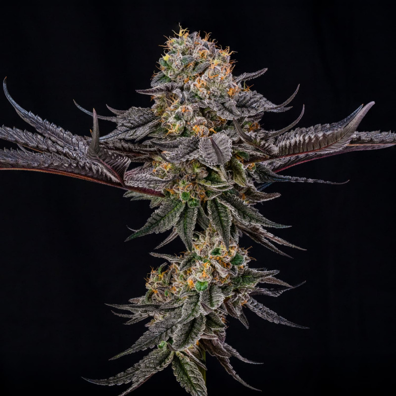 King of Kings by Julian Marley - 3 graines