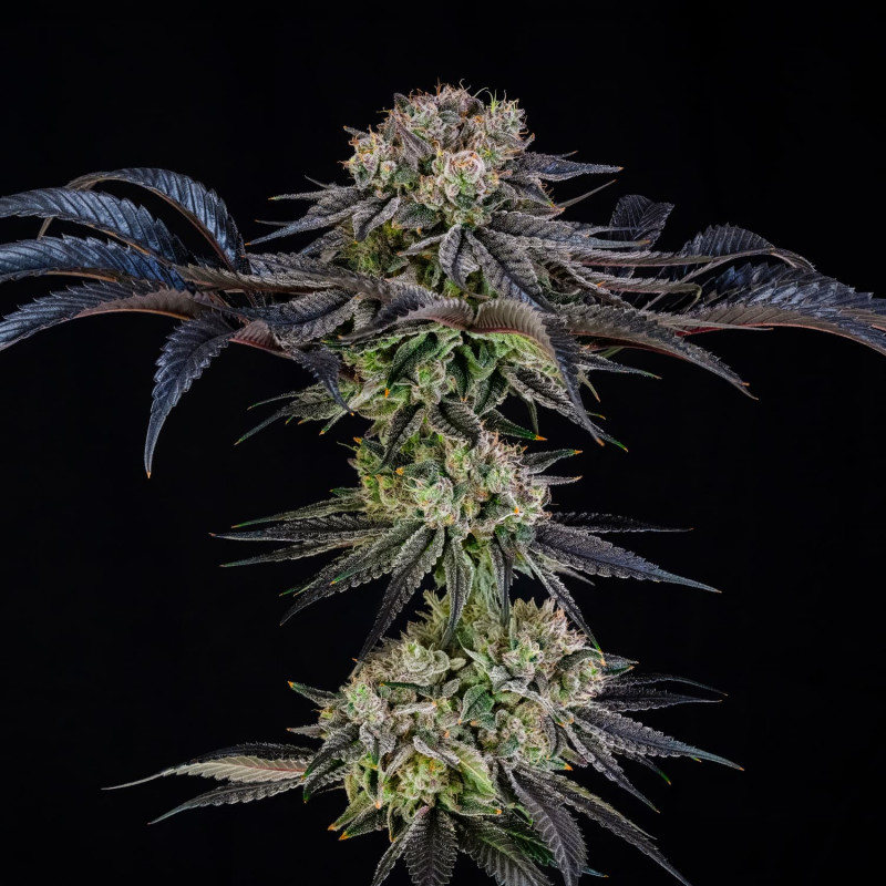 Julian Marley Special by Julian Marley - 10 graines