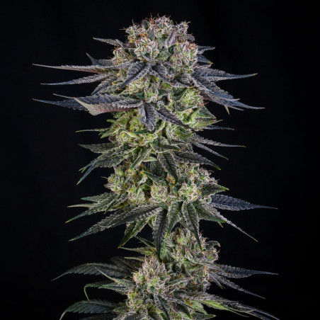 Julian Marley Special