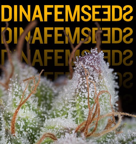 Graines Dinafem
