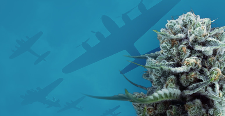 Graines de cannabis en collaboration